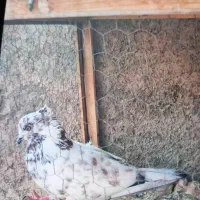 کفتر دوکت|پرنده|گرمسار, |دیوار