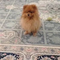 سگ پامر خرسی اصیل