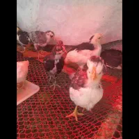 نیمجه گلین|حیوانات مزرعه|چالوس, |دیوار