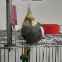 عروس هلندی سخنگو