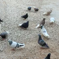 حمیدیه کبوتر رنگی اشعل سینه ایی کوهی درجه یک