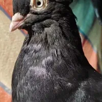 زاغ سیاه ابادانی