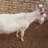 دوبر سانن و کهره سانن بذری|حیوانات مزرعه|خرامه, |دیوار