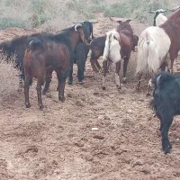 بزهای 50 راس 30 راس نر درجه یک|حیوانات مزرعه|خرمشهر, |دیوار