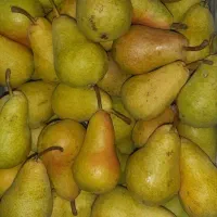 گلابی رسمی وارگانیک شیرین وابدار