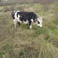 چالوسی گاو با لیشه سیمینتال|حیوانات مزرعه|صومعه‌سرا, |دیوار