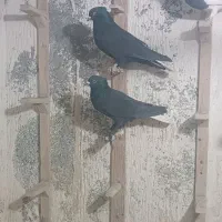 سلام پنج تا نر سوراخ