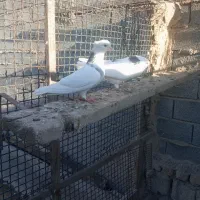 کفتر تهرانی همه جور خال کفتر هم موجود هست