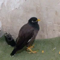 میناسخنگو
