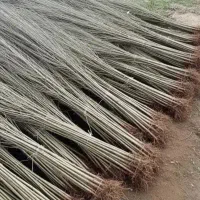 نهالستان فروش انواع نهال های اصلاح شده گردو بادام|خدمات باغبانی و درختکاری|همدان, |دیوار