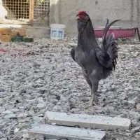 تخم نطفه دار و جوجه گلین چهل تاج ریش|حیوانات مزرعه|تنکمان, |دیوار