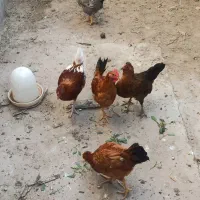 مرغ فروشی|حیوانات مزرعه|نهبندان, |دیوار