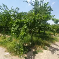 باغ-500-متری-دونبش