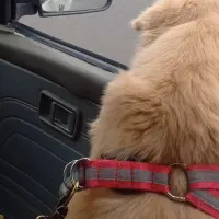 سگ باتربیت و با تمامی لوازم