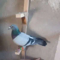 کفتر سبز موریس دلبر