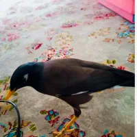 رام واضح حرف میزن ده کلمه به بالا آواز میخوانه