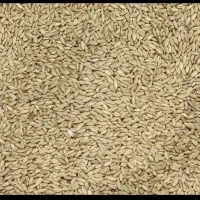 گندم کبوتری