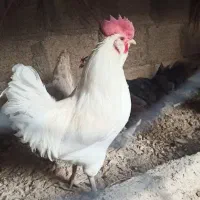 خروس سفید ریشی پا سیاه 850 ت|حیوانات مزرعه|خورموج, |دیوار