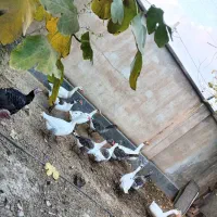 تعدادی بوقلمون و غاز|حیوانات مزرعه|انبارآلوم, |دیوار