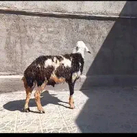 بره قوچ پلنگی