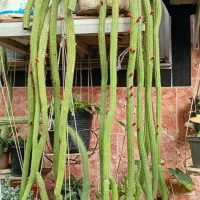 گل مار بسیار بزرگ وزیبا و انواع گلهای دیگر|گل و گیاه طبیعی|رشت, تازه آباد|دیوار