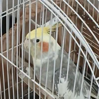 عروس هلندی نر سخنگو وبازیگوش