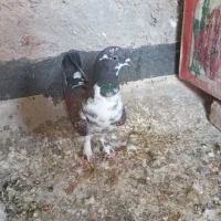کفتر تهرونی نروماده و نر کله ای.دوکت.سوسکی|پرنده|اصفهان, دارک|دیوار