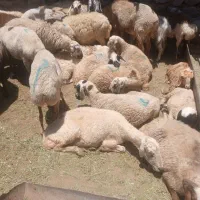 میش اوست زایده