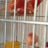 قناری نر ردفاکتور  نژاد دار