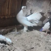 نرچتری با دم۲۳تادم