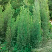 سروناز|گل و گیاه طبیعی|شیراز, دشت چنار|دیوار