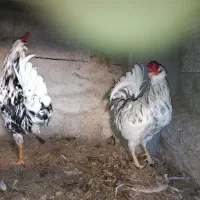 واگذاری دو عدد خروس گلین|حیوانات مزرعه|باسمنج, |دیوار