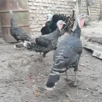 بوقلمون نر و ماده|حیوانات مزرعه|سرخنکلاته, |دیوار