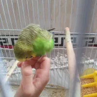 فروش مرغ عشق وفنچ|پرنده|جوانرود, |دیوار