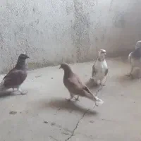 کبوتر پرشی|پرنده|آبیک, |دیوار