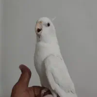 عروس هلندی نر البینو|پرنده|بافت, |دیوار