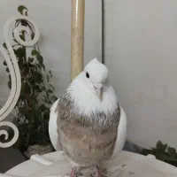 پرنده نر طوقی|پرنده|خمینی‌شهر, |دیوار