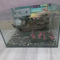 آکواریوم ماهی