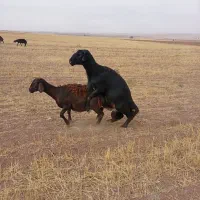 یک راس قوچ لخت سیم چهاردندان|حیوانات مزرعه|کوراییم, |دیوار
