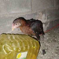 جوجه خروس لاری|حیوانات مزرعه|خواف, |دیوار