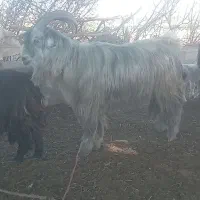 چش دوبور  بهده|حیوانات مزرعه|گتوند, |دیوار