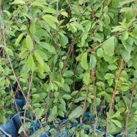 نهال پیوندی و بذری|خدمات باغبانی و درختکاری|عباس‌آباد, |دیوار