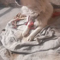 سگ ماده روباهی|سگ|اسلام‌‌آباد غرب, |دیوار