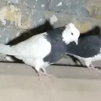 کبوتر طوقی و ساده ماده