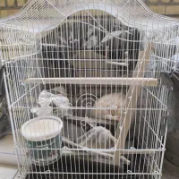 قفس پرندگان + لوزام جانبی ( جدا هم بفروش میرسد)
