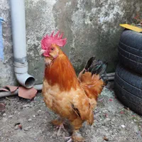 خروس و مرغ چینی