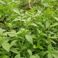 ریحون گلخونه ای