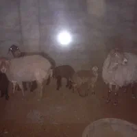 سه راس میش یک عدد دوقل دوعد یک قل|حیوانات مزرعه|نوده انقلاب, |دیوار