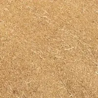 گندم دیم رقم باران(بوجاری نشده) کیلو ۲۴هزارتومان