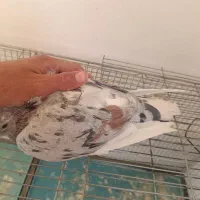 کفتر کبوتر پلاکی. سرور|پرنده|مبارکه, |دیوار